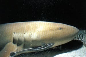 Rastender Ammenhai (Ginglymostoma sp.) am Meeresboden – nachtaktive Art die tagsüber ruht