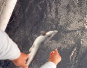 Der Blauhai wird wieder ins Wasser gelassen
