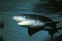 Breitschnäuziger Kammzähner (Notorhynchus cepedianus)