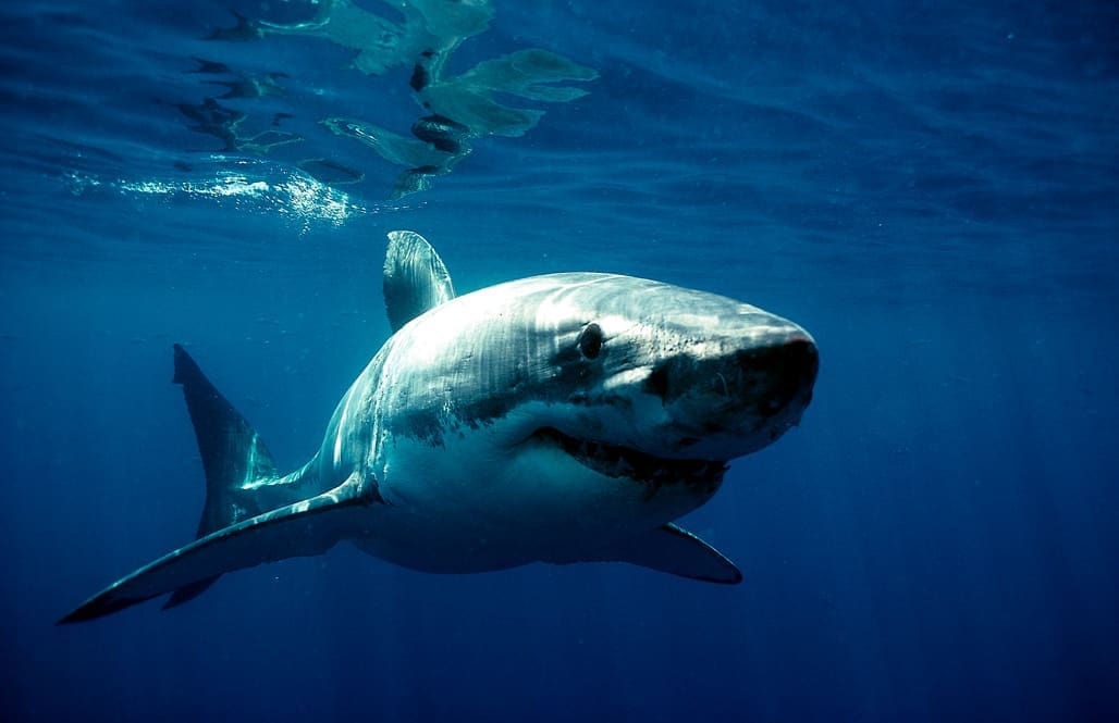 Der Weiße Hai (Carcharodon carcharias) – einer der bekanntesten und am meisten gefürchteten Haie