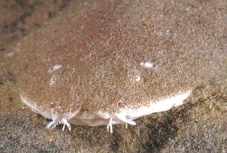 Australischer Engelhai (Squatina australis) im Sand vergraben mit sichtbaren Barteln – perfekte Tarnung