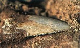Fossiler Haizahn – das häufigste Überbleibsel prähistorischer Haie