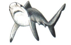 Der Graue Riffhai (Carcharhinus amblyrhynchos) zeigt Drohgebärden