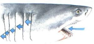 Weißer Hai (Carcharodon carcharias) bei der Atmung – Wasser strömt durch geöffnetes Maul über die Kiemen