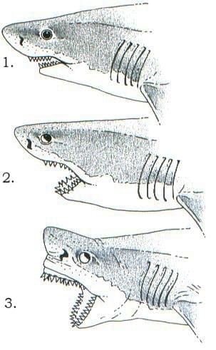 Schematische Darstellung des Hai-Bisses in drei Phasen: Annäherung, Schnauze anheben, Kiefer vorstoßen