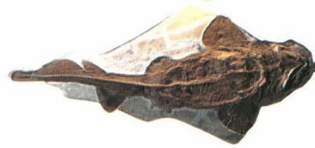 Gut erhaltenes Hai-Fossil eines prähistorischen Hais aus der Urzeit