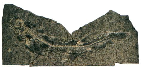 Rund 300 Millionen Jahre altes Hai-Fossil – eines der ältesten je gefundenen Exemplare