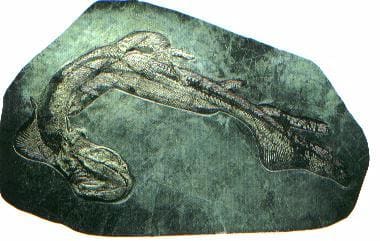 Fossil eines Orthacanthus senckenbergianus, 1982 in Deutschland entdeckt