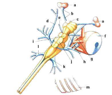 Schematische Darstellung des Hai-Gehirns mit Riechkolben, Hirnhemisphäre, Kleinhirn und Medulla oblongata