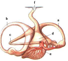 Aufbau des Hai-Gehörs mit drei Bogengängen, Utriculus und Sacculus zur Gleichgewichts- und Schallwahrnehmung