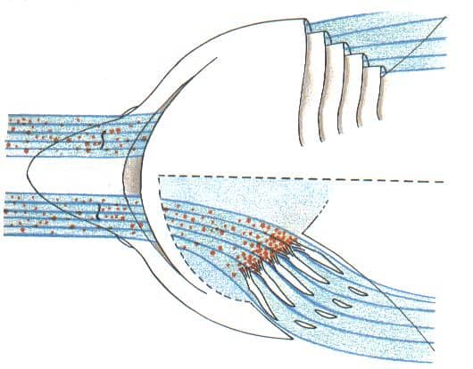 Riesenhai (Cetorhinus maximus) filtert Plankton mit weit geöffnetem Maul und Kiemenreusen