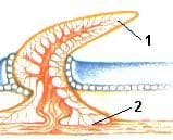 Schematischer Aufbau einer Placoidschuppe mit Dorn und Basalplatte