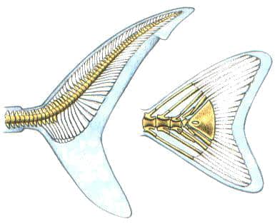 Schwanzflosse (Caudalis) eines Hais im Vergleich zur Schwanzflosse eines Knochenfisches