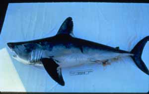 Ein Heringshai (Lamna nasus) aus Nord- und Ostsee