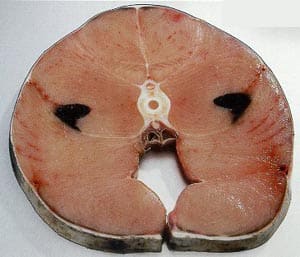 Heringshai-Fleisch (Lamna nasus) zum Verkauf – ein Luxusprodukt auf das man verzichten sollte