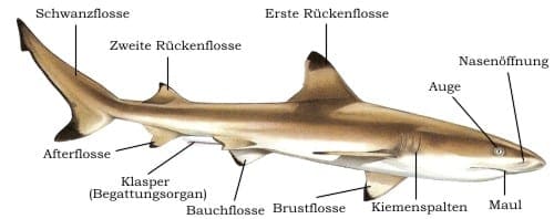 Der typische Körperbau eines Hais, sowie die Bezeichnung einiger wichtiger Körperteile. Dargestellt ist ein Schwarzspitzen-Riffhai (Carcharhinus melanopterus).
