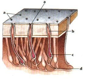 Querschnitt einer Lorenzinischen Ampulle mit Pore, Kanal, Sinneszellen und Nervensystem