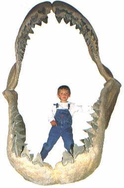 Rekonstruktion eines Megalodon-Gebisses im Museum