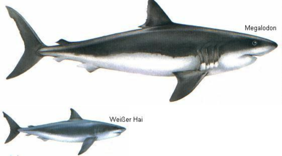 Größenvergleich zwischen Megalodon und Weißem Hai