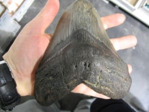 Riesiger Megalodon-Zahn im Größenvergleich mit einer menschlichen Hand