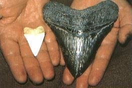 Der Zahn eines Weißen Hais im Vergleich zum Zahn eines Megalodons