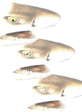 Grafische Darstellung der Nickhaut-Funktion – das dritte Augenlid schützt Hai-Augen bei Angriffen