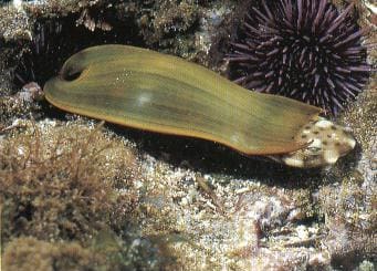 Junger Schwellhai (Cephaloscyllium ventriosum) schlüpft aus seiner Eikapsel – ovipare Fortpflanzung