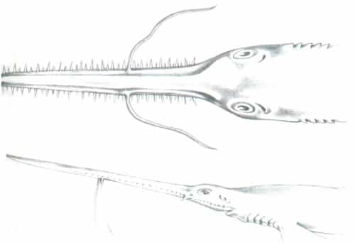 Pristiophoriformes - Sägehai mit langem Rostrum