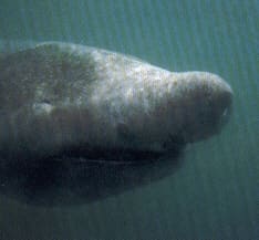 Riesenhai (Cetorhinus maximus)