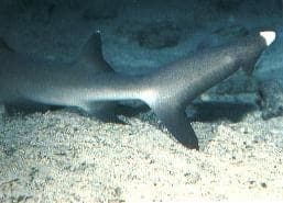 Asymmetrische heterocerke Schwanzflosse eines Weißspitzen-Riffhais (Triaenodon obesus)