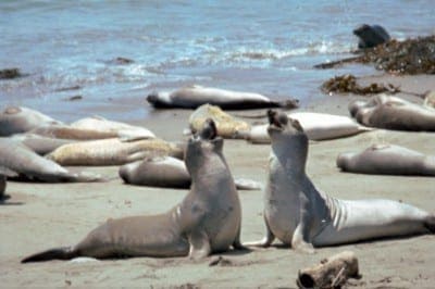Kolonie von See-Elefanten am Strand – beliebte Beutetiere des Weißen Hais