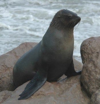 Junger Seelöwe im Wasser – unerfahrene Seelöwen sind leichte Beute für Weiße Haie