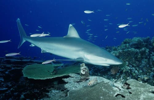 Silberspitzenhai (Carcharhinus albimarginatus) – gefährdet oder nicht? Der Schutzstatus vieler Arten ist unklar
