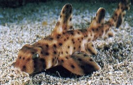 Kalifornischer Stierkopfhai (Heterodontus francisci)