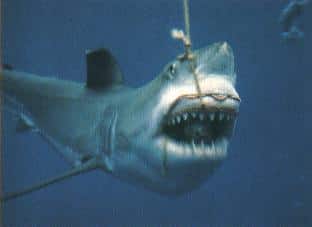 Weißer Hai (Carcharodon carcharias) beim Zubeißen mit vorgestülptem Kiefer