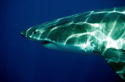 Sind Haie gefährlich? Hier ein Weißer Hai (Carcharodon carcharias)