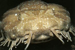 Nahaufnahme eines Wobbegongs mit deutlich sichtbaren Nasenbarteln
