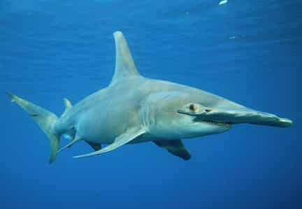 Haiarten - hier ein Großer Hammerhai Sphyrna mokarran