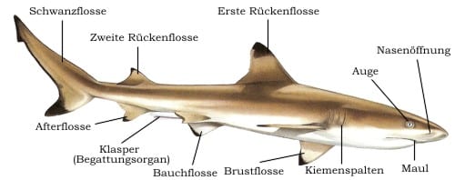 Körperbau der Haie