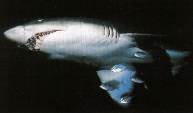 Zähne des Sandtigerhais (Carcharias taurus)