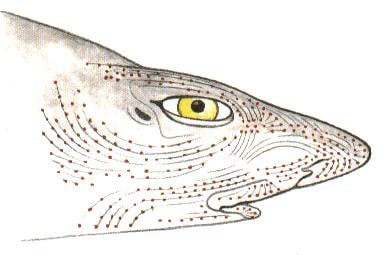 Lorenzinische Ampullen Hai
