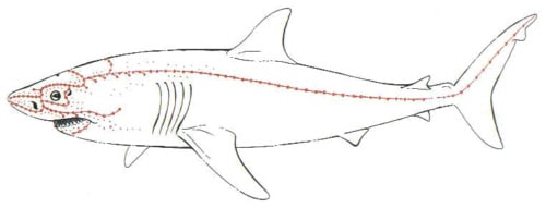 Seitenlinienorgan Hai