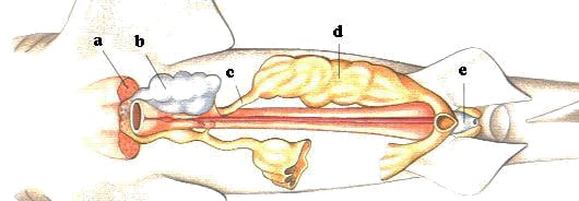 Geschlechtsorgan eines weiblichen Hais