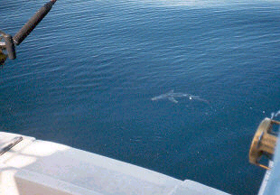 Blauhaie umkreisen das Boot