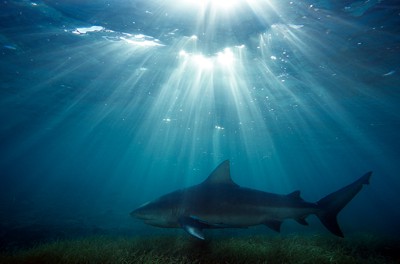 Auf sein Konto gehen die meisten Hai Angriffe: Der Bullenhai (Carcharhinus leucas).