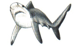 Hai Angriffe Drohgebärden