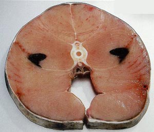 Heringshai Fleisch
